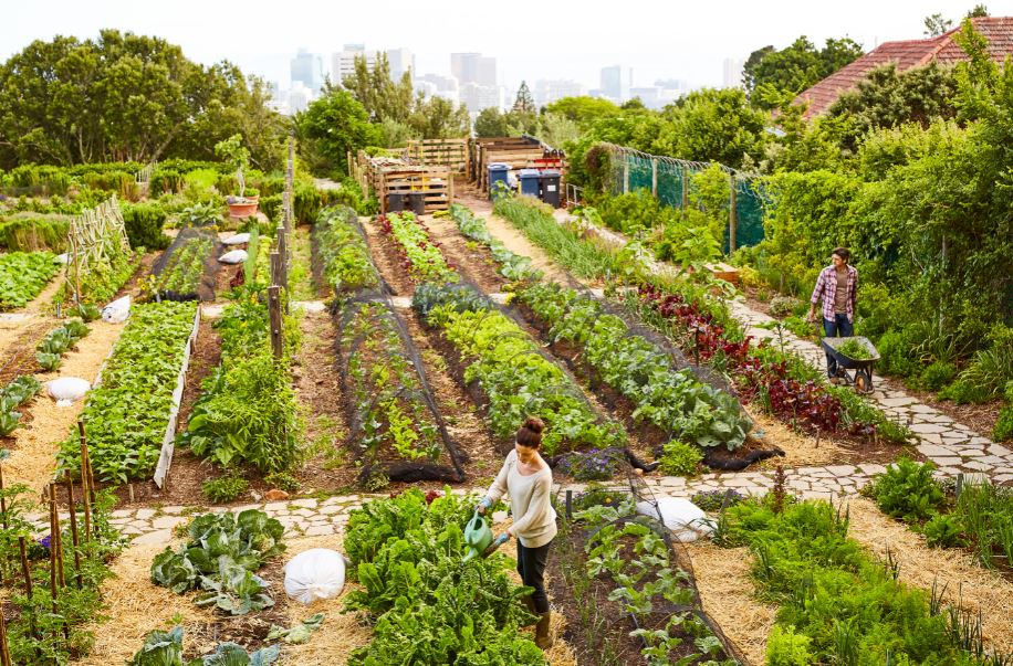 The Art and Science of Gardening in Los Angeles