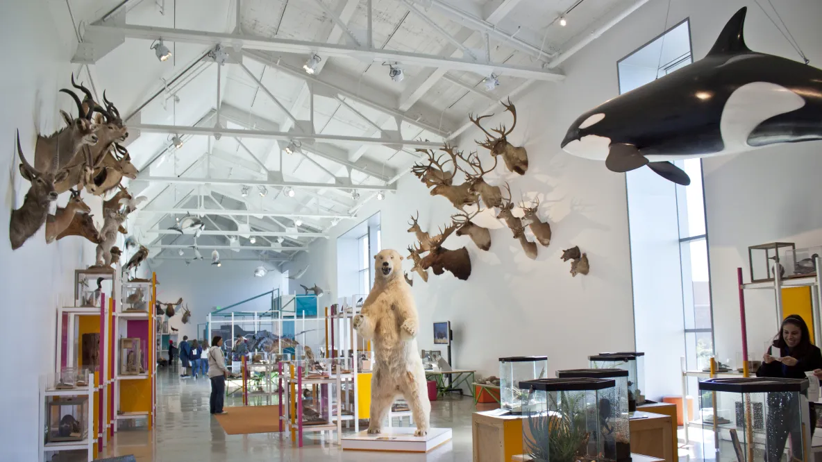 Natural History Museum of Los Angeles County: A Journey Through Time and Wonder