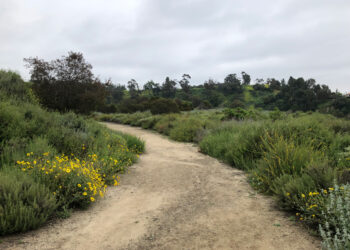 Arroyo Pescadero Trailhead: The Quiet Wildland That Los Angeles Forgot to Pave Over