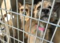 Los Angeles Animal Shelters: The Real Story Behind the Cages