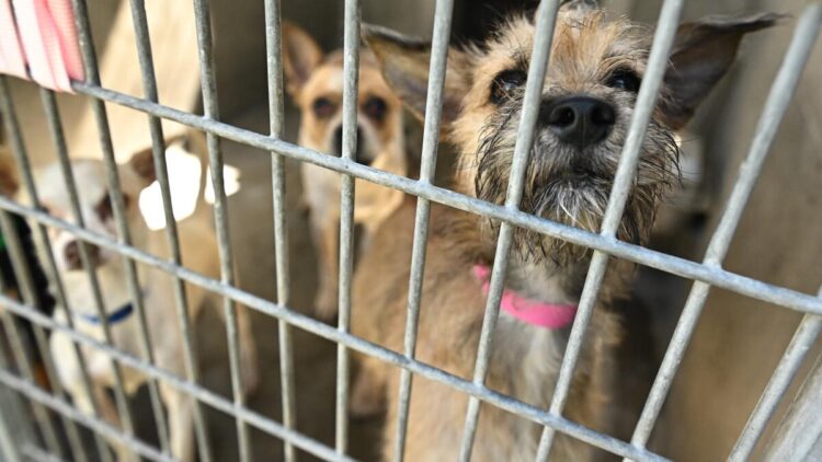 Los Angeles Animal Shelters: The Real Story Behind the Cages